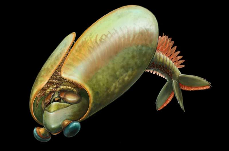 Taco-shaped arthropod from Royal Ontario Museum's Burgess Shale fossils provides new insights into early mandible history