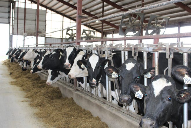 A herd of cows line up to eat at a dairy farm in Dodge County, Wisconsin. As of mid-June, bird flu had been detected on more than 90 dairy farms in 12 states, but Wisconsin is not one of them.