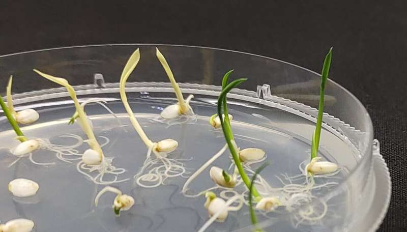 Tiny TnpB: Next-Generation Genome Editing Tool for Plants Unveiled 