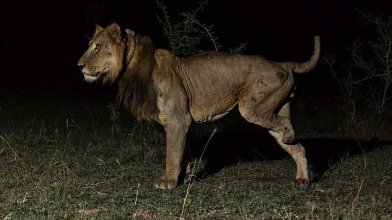 Two lions break swimming record for 'female affection' | CNN