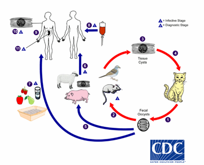 Diagram showing the cycle of toxoplasmosis infections