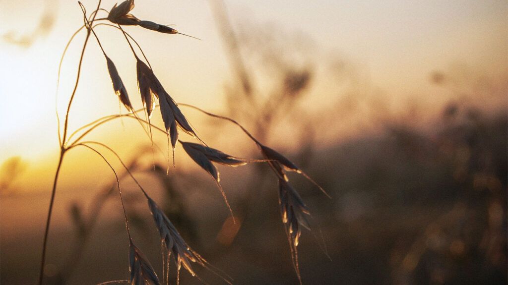 Oat ears at sunset