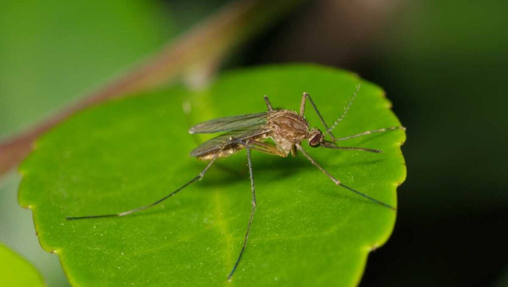 West Nile virus identified in mosquito population, Springdale health officials say