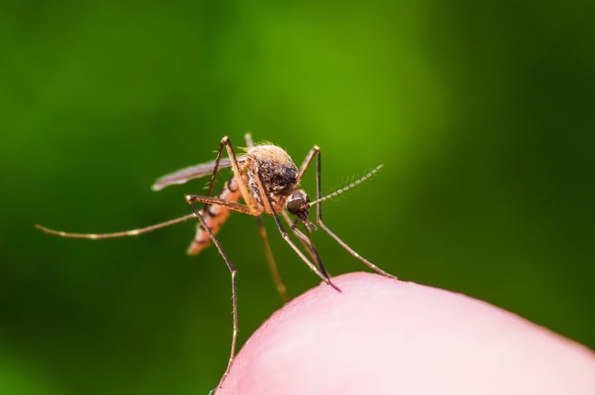 Macro photography of a mosquito insect bite infected with yellow fever, malaria or Zika virus on a green background