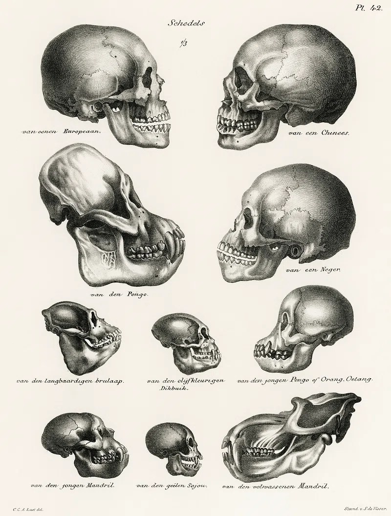 Illustration of various primate skulls, including humans, showing comparative anatomy at the time of human appearance.