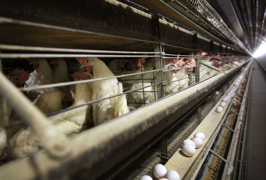 Chickens in their cages on a farm near Stuart, Iowa, in 2009. Millions of chickens have been culled in Iowa, Colorado and other states due to the current H5N1 bird flu outbreak.