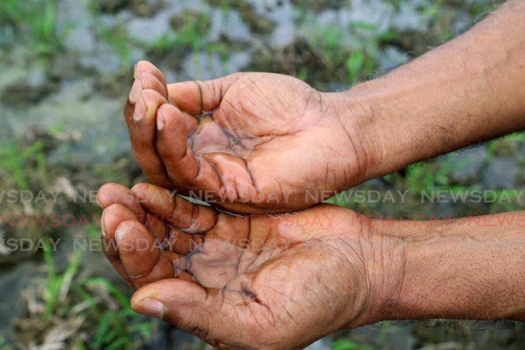 BREEDING SITES: Activist Edward Moodie displays mosquito larvae at Hosein's Avenue, Woodland, on July 7. - Photo by Venessa Mohammed